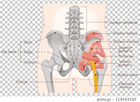 Sciatic nerve, illustration, illustration 119593585