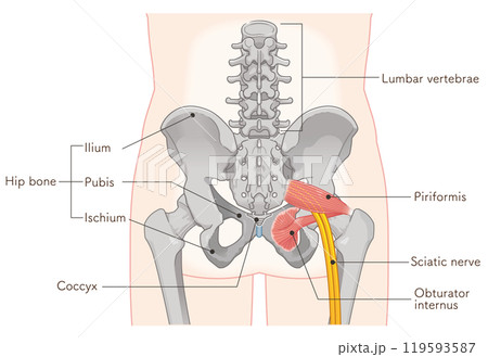 坐骨神経、sciatic nerve、イラスト、illustration 119593587