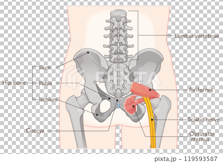 坐骨神経、sciatic nerve、イラスト、illustration 119593587