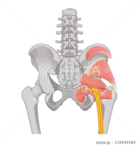 坐骨神経、sciatic nerve、イラスト、illustration 坐骨神経、sciatic nerve、イラスト、illustration 119593589
