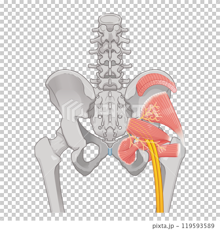 坐骨神経、sciatic nerve、イラスト、illustration 坐骨神経、sciatic nerve、イラスト、illustration 119593589