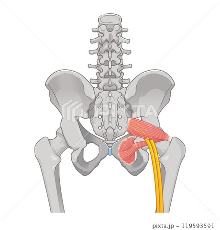 坐骨神経、sciatic nerve、イラスト、illustration 坐骨神経、sciatic nerve、イラスト、illustration 119593591