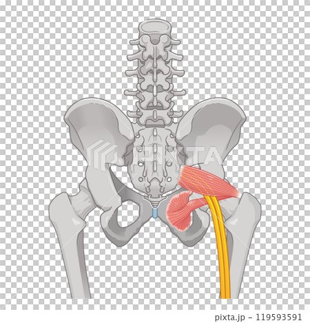 坐骨神経、sciatic nerve、イラスト、illustration 坐骨神経、sciatic nerve、イラスト、illustration 119593591