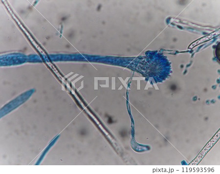 染色したコウジカビの分生子 染色したコウジカビの分生子 119593596
