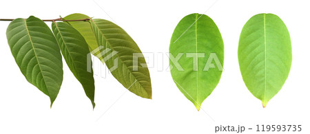 Green leaves of  Queen Crepe Myrtle isolated on white background, clipping paths. 119593735