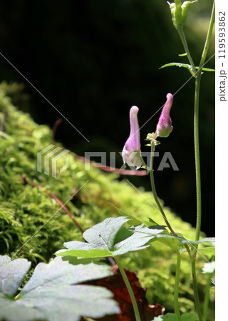 レイジンソウ　天狗の森登山道から眺める　（天狗高原） 119593862