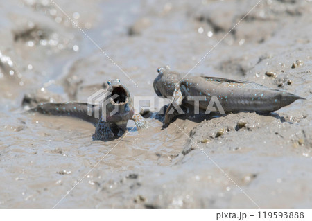 威嚇し合うムツゴロウ 威嚇し合うムツゴロウ 119593888