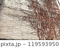 蔦に覆われた壁 119593950