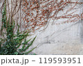 ツタが這う壁 119593951