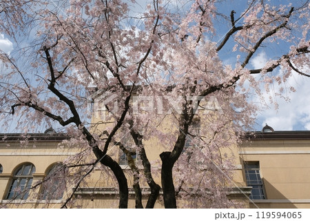 京都府庁旧本館と枝垂桜 119594065