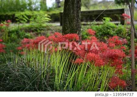 本巣やすらぎの林 本巣やすらぎの林 119594737