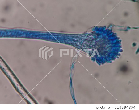 コットンブルーで染色したコウジカビの分生子 コットンブルーで染色したコウジカビの分生子 119594874