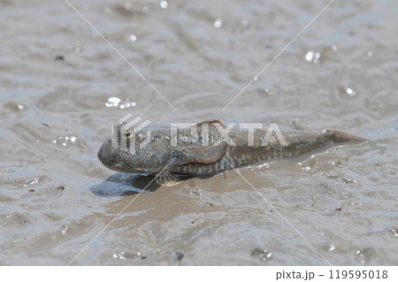 干潟で休むトビハゼ 119595018