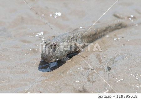 干潟で休むトビハゼ 119595019