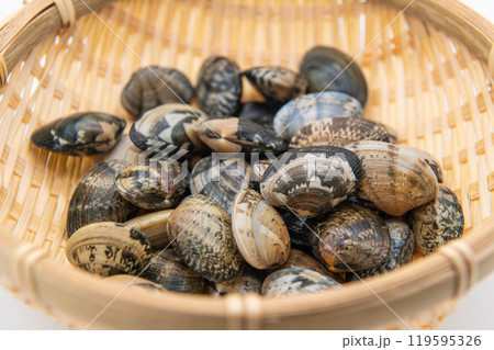新鮮な福岡県産のアサリ 新鮮な福岡県産のアサリ 119595326