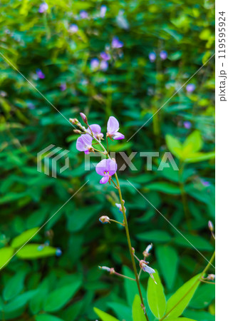 紫色の小さな花をつけたアレチヌスビトハギ 紫色の小さな花をつけたアレチヌスビトハギ 119595924
