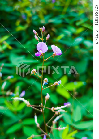 紫色の小さな花をつけたアレチヌスビトハギ 紫色の小さな花をつけたアレチヌスビトハギ 119595925