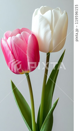 Delicate pink tulips blooming in a vibrant garden during springtime 119596155