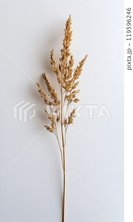 A detailed look at a dried golden grass stem against a simple white background 119596246