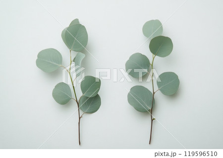 Elegant eucalyptus leaves arranged on a light background with gentle shadows during daylight 119596510