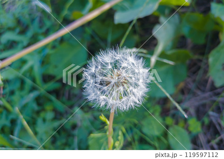 セイヨウタンポポの綿毛　冠毛 119597112