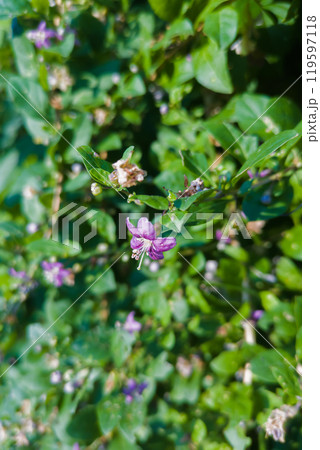 紫色のクコの花 119597118