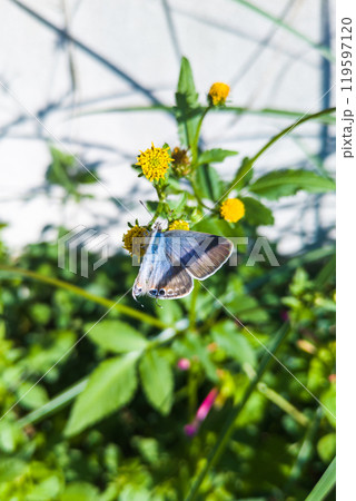 青みがかったハネ表を見せるウラナミシジミ 119597120