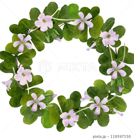 Watercolor frame illustration of vibrant Oxalis Triangularis isolated on white background. 119597150