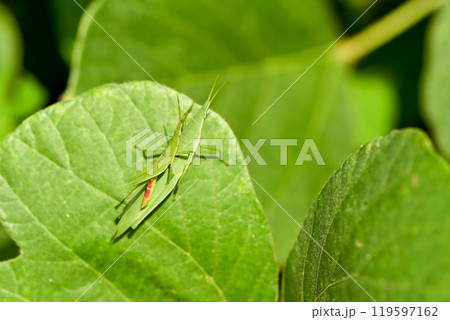 オンブバッタ 119597162