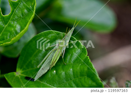 オンブバッタ オンブバッタ 119597163