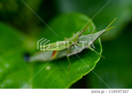 オンブバッタ オンブバッタ 119597167