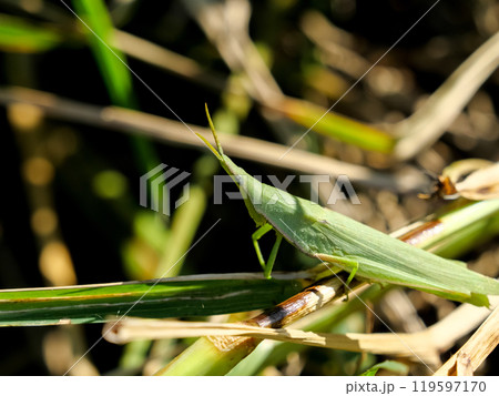 オンブバッタ オンブバッタ 119597170