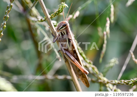 ツチイナゴ ツチイナゴ 119597236