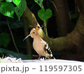 ヤツガシラ 119597305