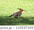 ヤツガシラ 119597309