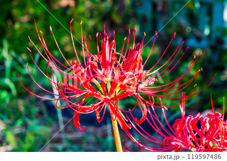 畑の土手に咲いていたヒガンバナ　彼岸花　曼珠沙華 119597486