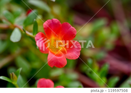 ポーチュラカ 119597508