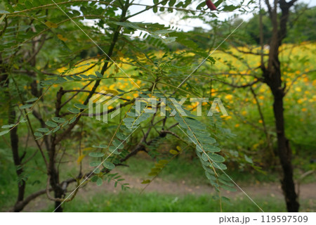Red Sesbania Grandiflora  leaves 119597509