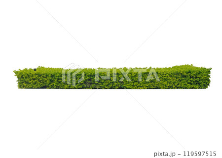 Duranta repens Gold, Tropical shrub tree Duranta repens Gold, Tropical shrub tree 119597515