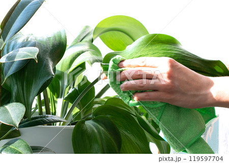 Sprayers and house plants on a window sill. home plant care. spraying with water. garden care. ficus. Home work. cleaning 119597704