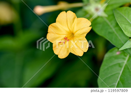 黄色いオシロイバナの花 119597809