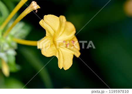 黄色いオシロイバナの花 黄色いオシロイバナの花 119597810