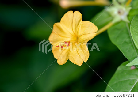 黄色いオシロイバナの花 黄色いオシロイバナの花 119597811