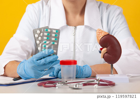 Doctor showing pen on plastic model human kidney closeup 119597821