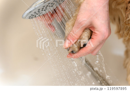 A woman washes a paw of Cocker Spaniel dog with shampoo. A woman washes a paw of Cocker Spaniel dog with shampoo. 119597895