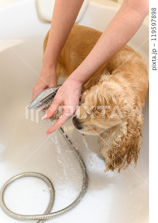 A woman washes a paw of Cocker Spaniel dog with shampoo. A woman washes a paw of Cocker Spaniel dog with shampoo. 119597898