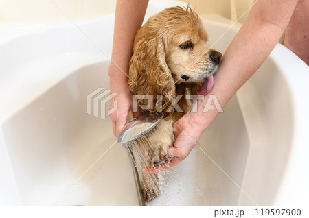 A woman washes a paw of Cocker Spaniel dog with shampoo. A woman washes a paw of Cocker Spaniel dog with shampoo. 119597900