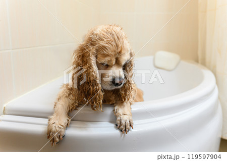 A wet spaniel stands on its hind legs in the bathtub. 119597904