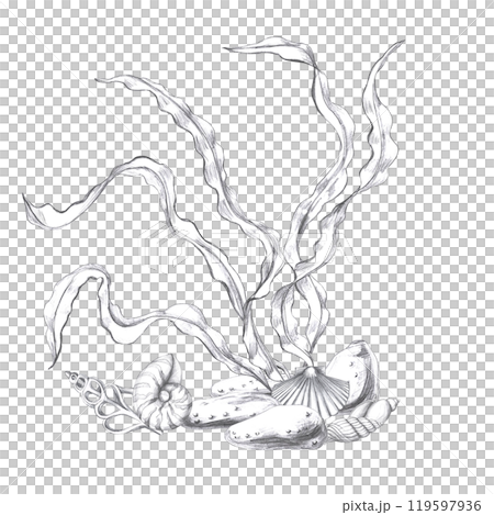 Seashells in seaweed, hand drawn pencil sketch. Isolated illustration in realistic style for fish restaurant design, menu, textile, printed products 119597936