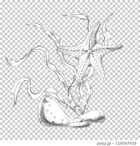 Starfish in seaweed, hand drawn pencil sketch. Isolated illustration in realistic style for fish restaurant design, menu, textile, printed products 119597938